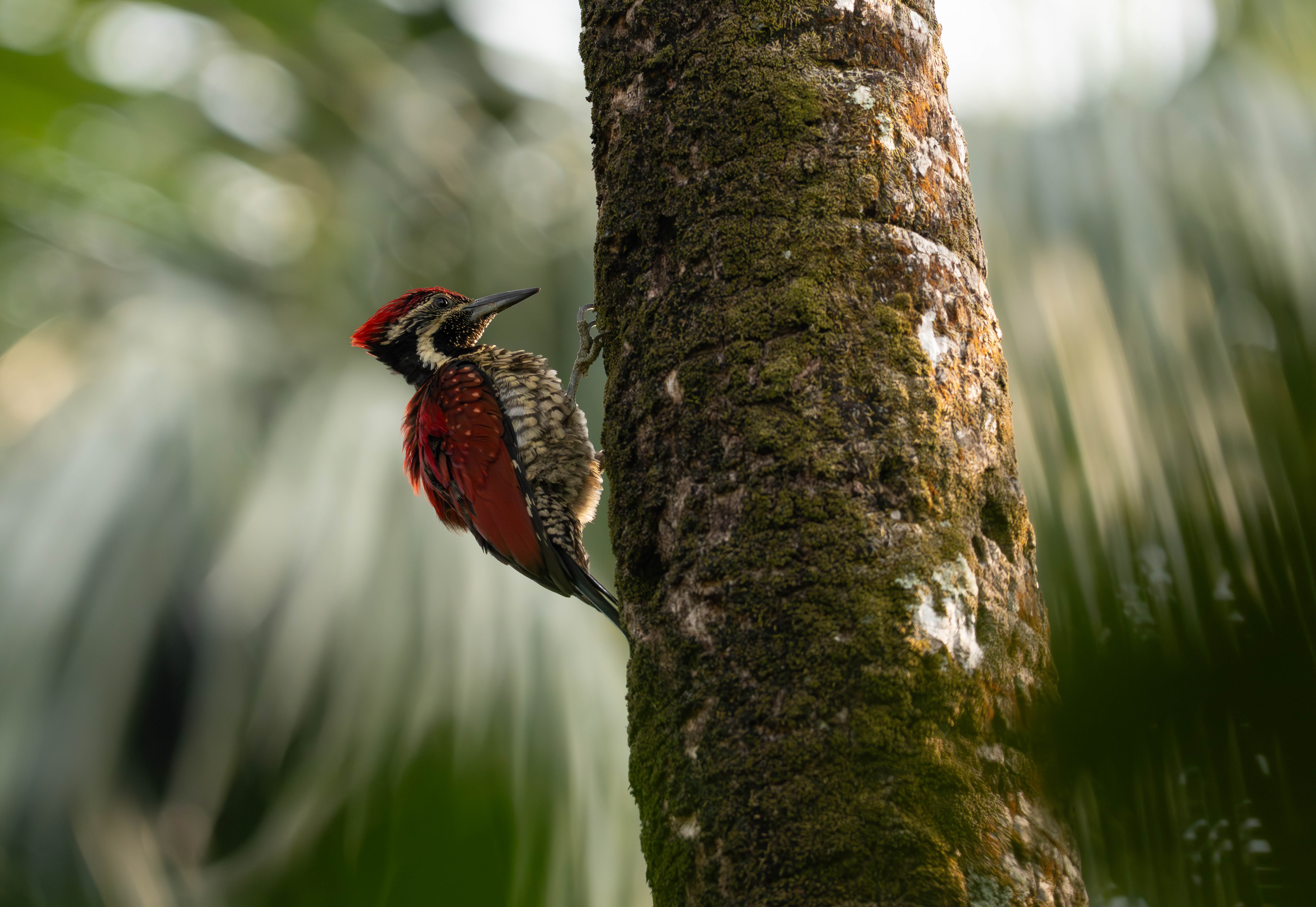 Eco-lodge cabin in tea plantation