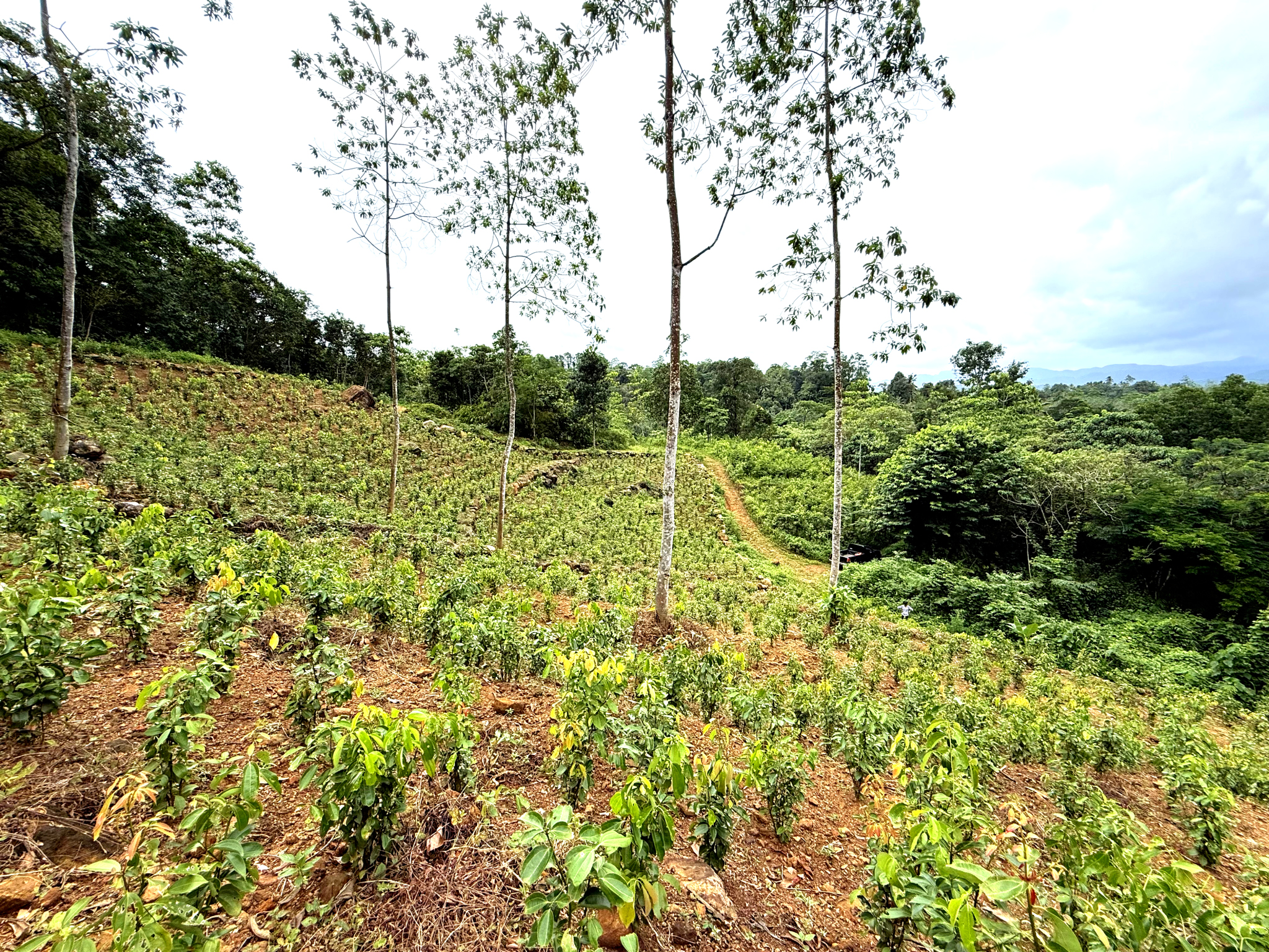 Premium Cinnamon Products